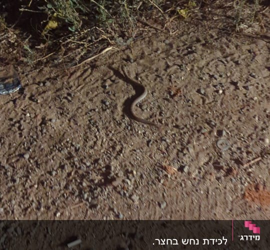 נחש על אדמה עם צמחייה מסביב